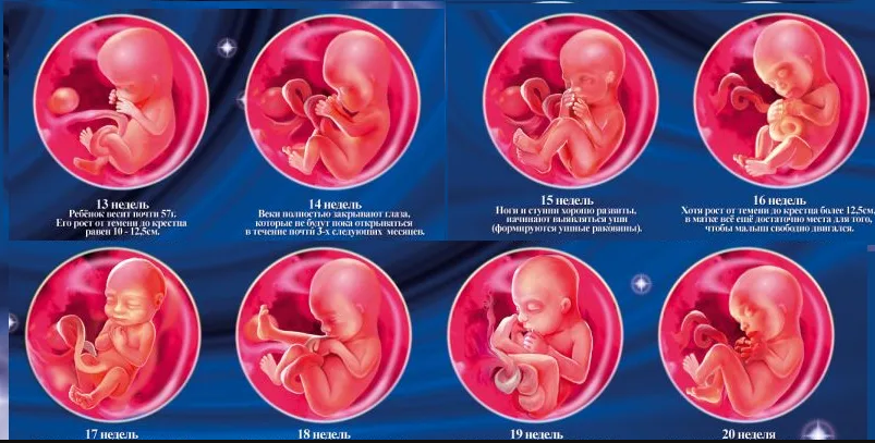 Внутриутробное развитие плода по неделям