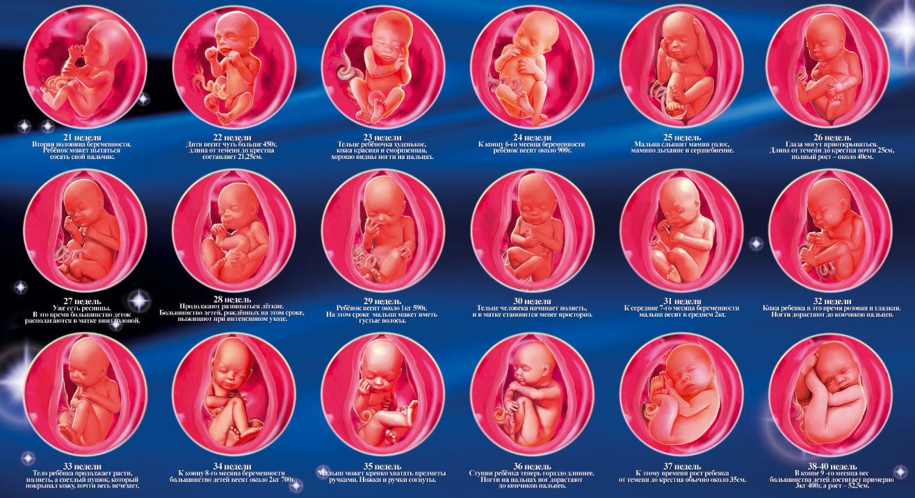 Внутриутробное развитие плода по неделям