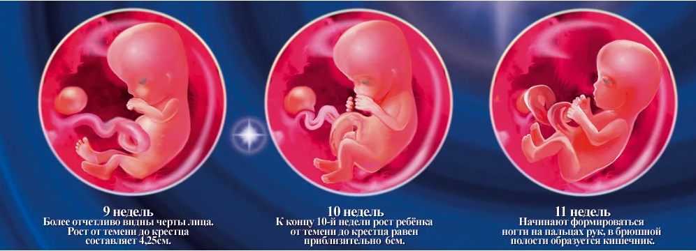 Внутриутробное развитие плода по неделям